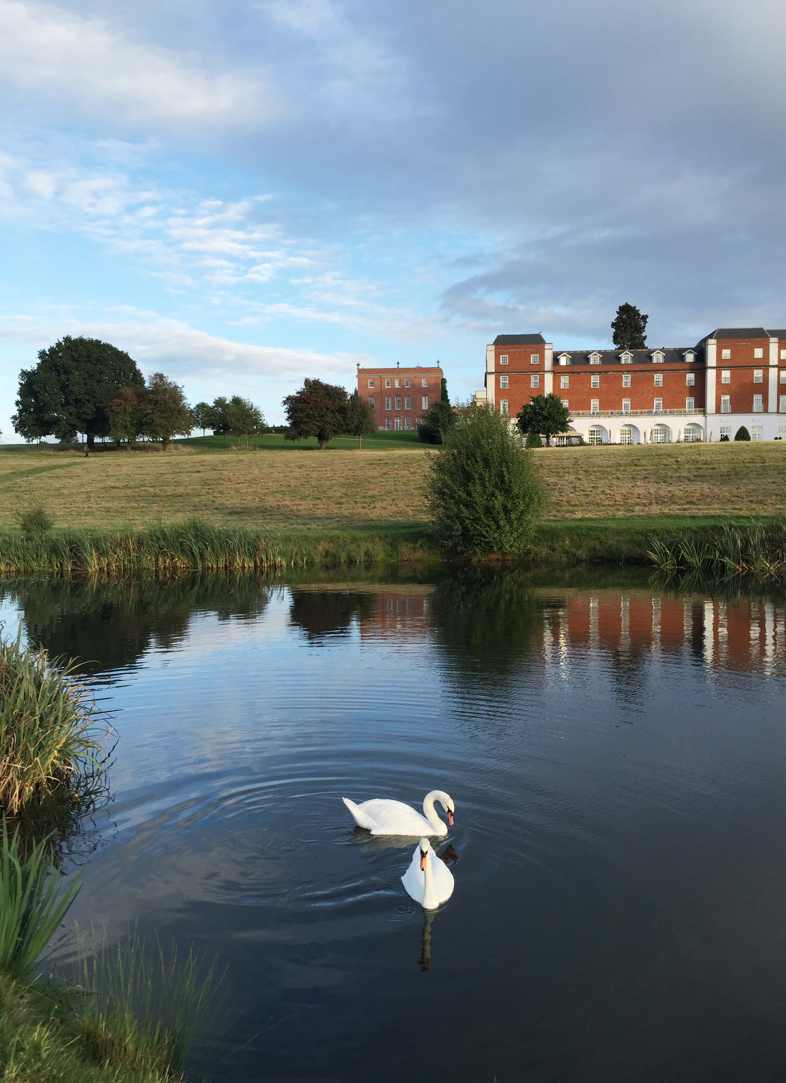 Swans at Four Seasons Hampshire