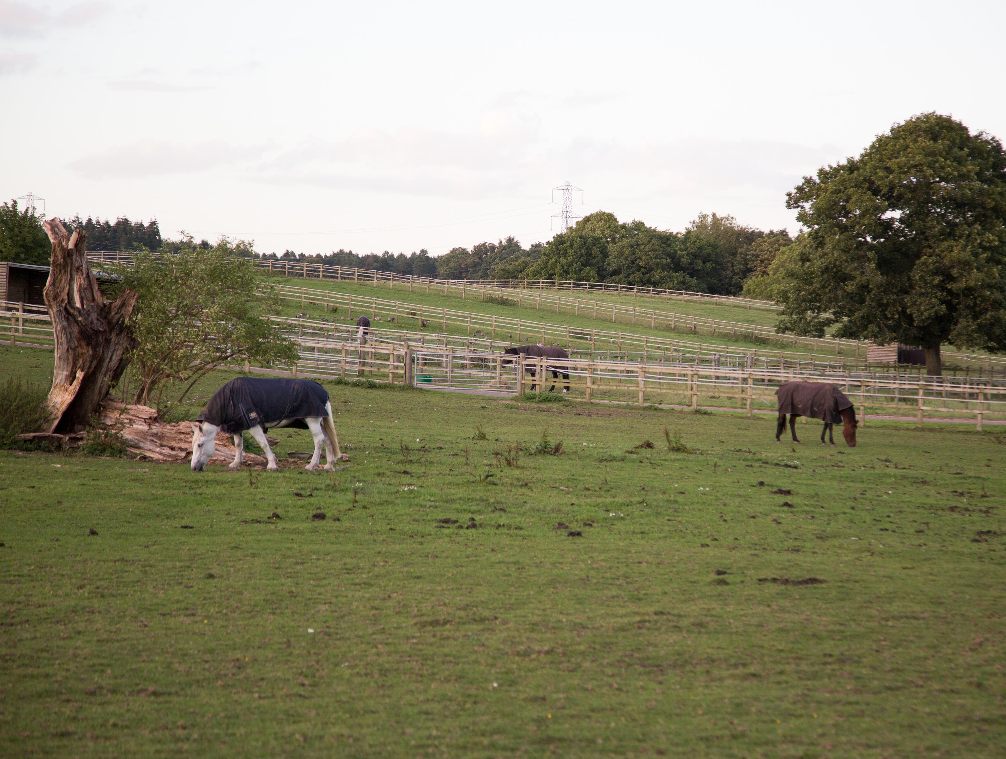 Horses at the Hampshire