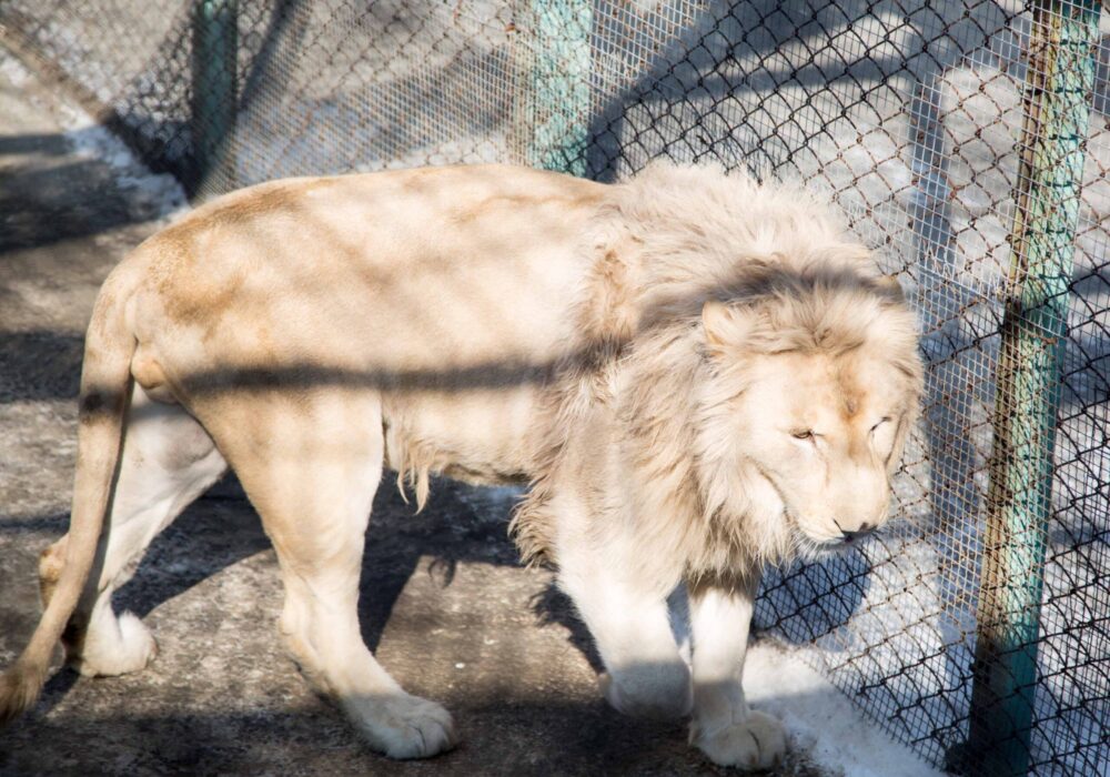 Siberian Tiger Park