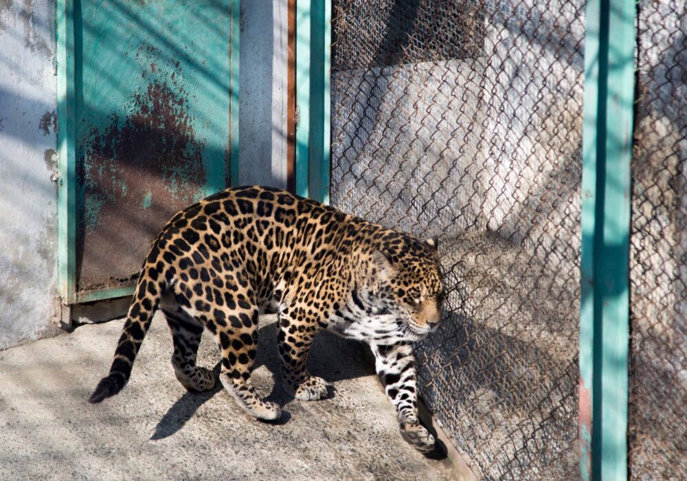 Siberian Tiger Park