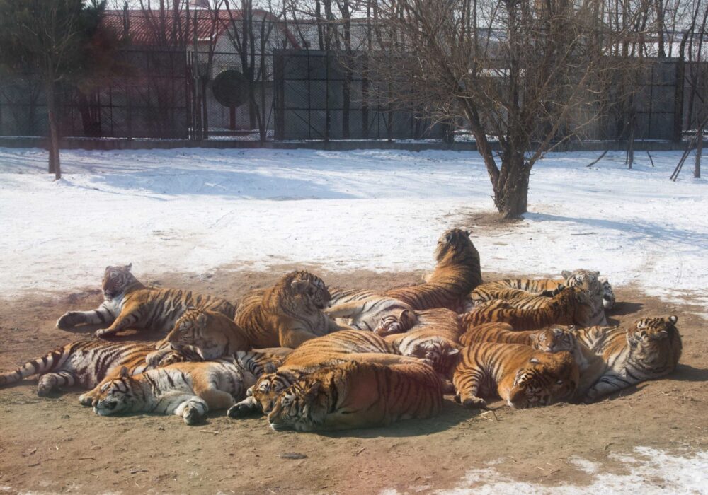 Siberian Tiger Park