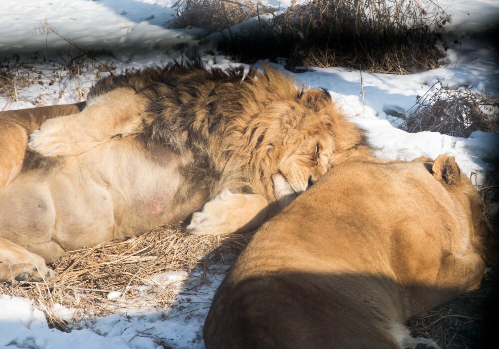 Siberian Tiger Park