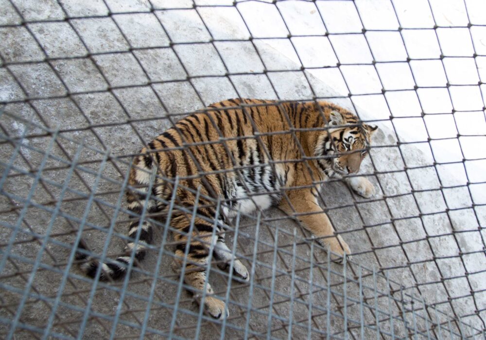 Siberian Tiger Park