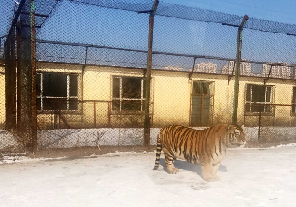 Siberian Tiger Park