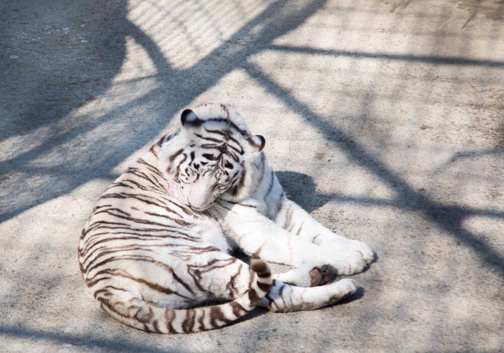 Siberian Tiger Park