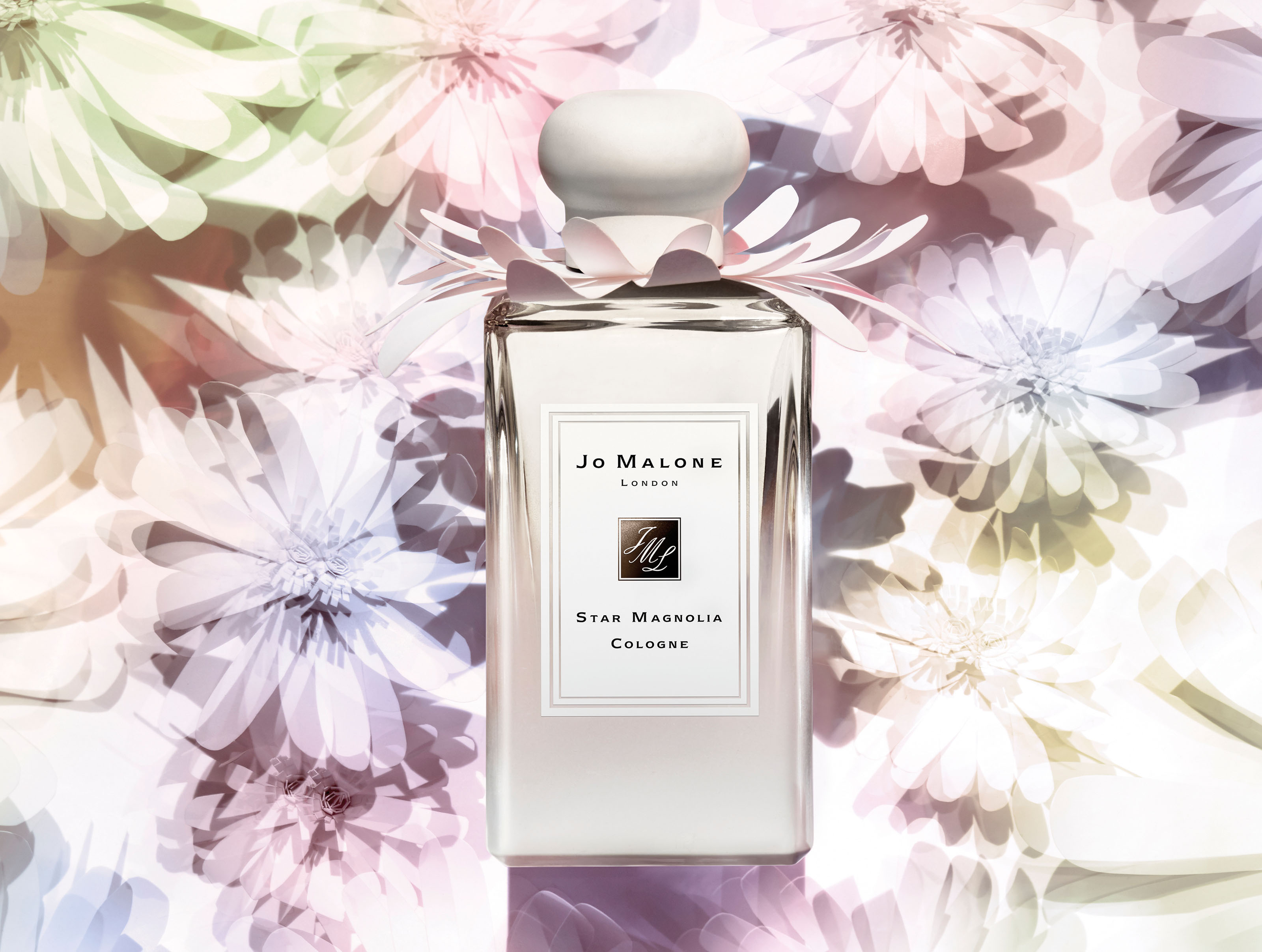 Star Magnolia Cologne