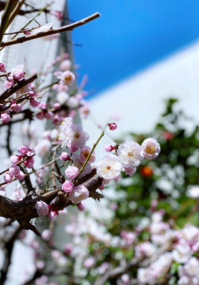 Plum Blossom